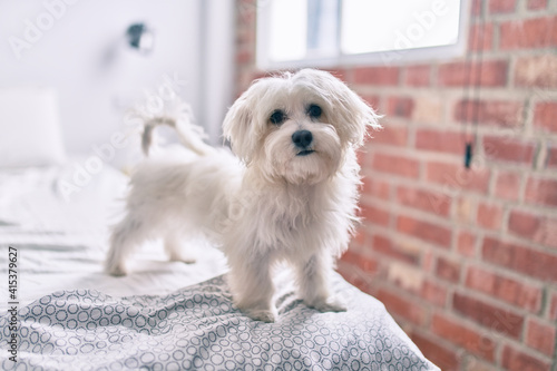 Adorable white dog at bed.