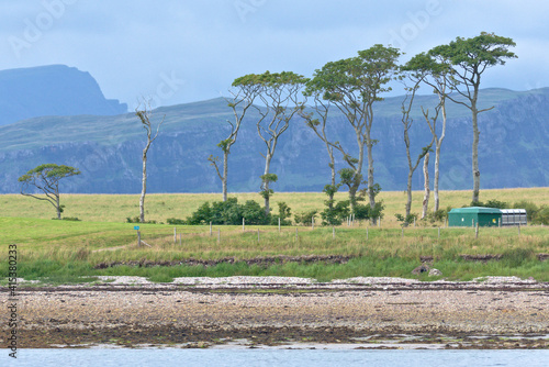 Unusual group of tall coastal trees on a scottish island shoreline. photo