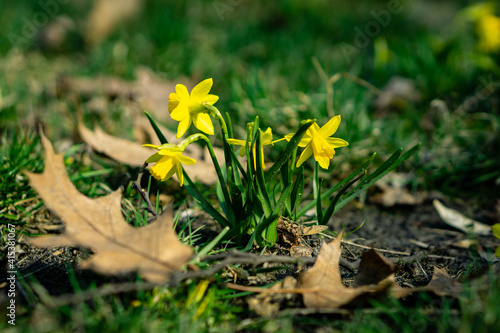 Plakat w ramie Daffodils on a spring meadow