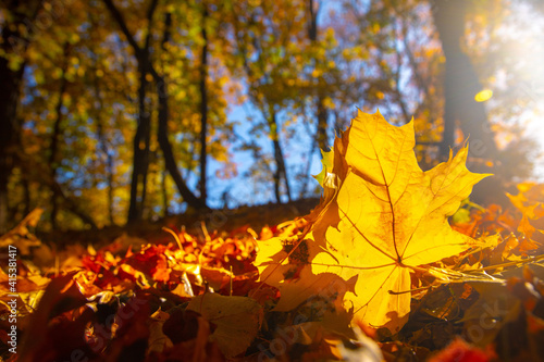 Close-up of a yellow maple leaf in the bright rays of the autumn sun