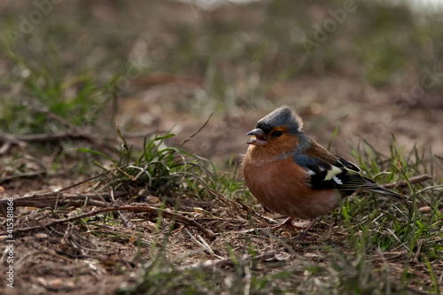 A Mohican Chaffinch searches for food