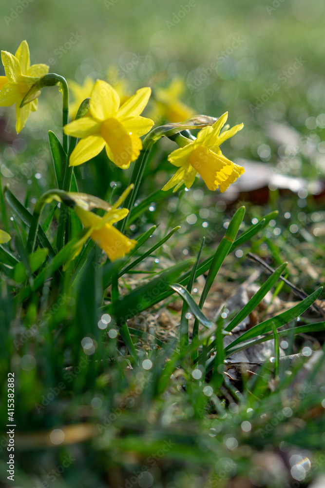Daffodils on a spring meadow - obrazy, fototapety, plakaty 