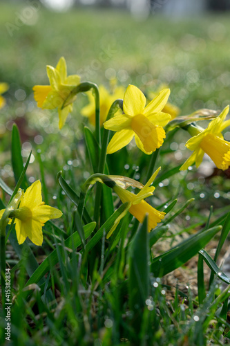 Plakat w ramie Daffodils on a spring meadow