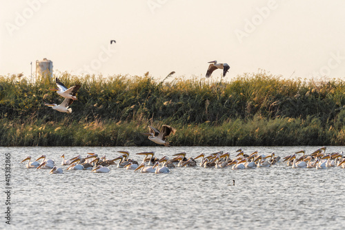 Group of pelicans swims on a lake near Zikhron Ya'akov, Israel. Pelican birds resting on a pond before a long winter flight to Africa. photo