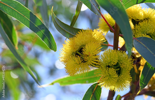 Vibrant yellow flowers of the mallee gum tree Eucalyptus erythrocorys, family Myrtaceae. Also known as the Illyarrie, Red capped Gum or Helmet nut gum. Endemic to Western Australia