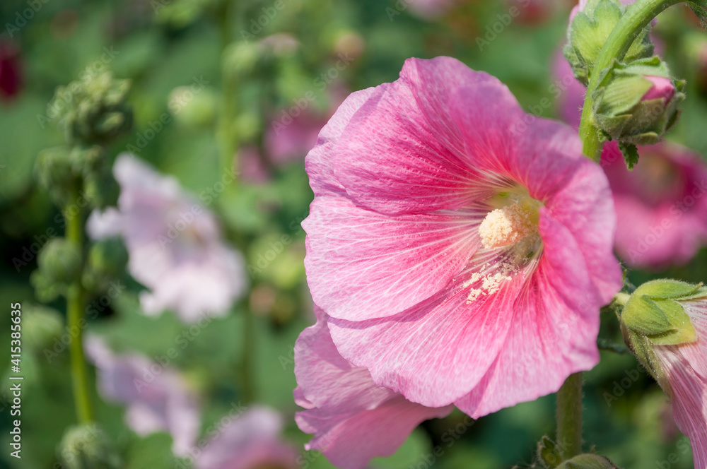 Beautiful Alcea rosea in the garden Beautiful Alcea rosea in the garden
