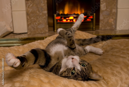 Cat Relaxing by fire