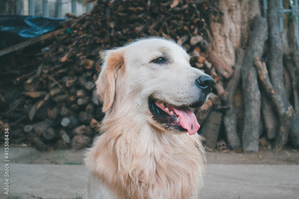 Cute Golden Retriever Dog Smiling with Spotted Tongue, closeup head portrait Cute Golden Retriever Dog Smiling with Spotted Tongue, closeup head portrait