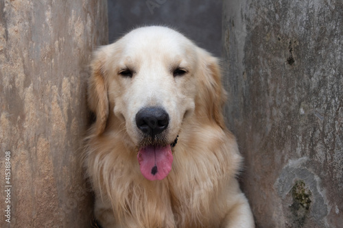 Cute Golden Retriever Dog Smiling with Spotted Tongue, closeup head portrait