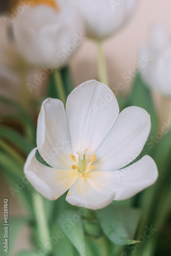 Fototapeta Naklejka Na Ścianę i Meble -  White tulips blossoming with green leaves