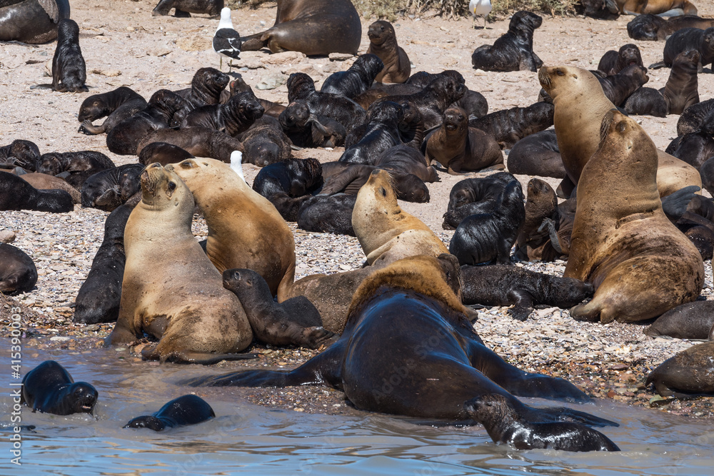 Fototapeta premium sea lion colony in patagonia austral marine reserve, argentina