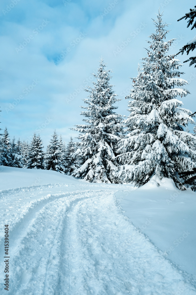 The pine trees and forest at winter time. The pine trees and forest at winter time.