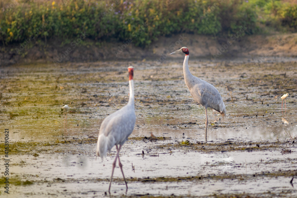 The Sarus Crane is a large nonmigratory crane found in parts of the Indian subcontinent, Southeast Asia, and Australia.