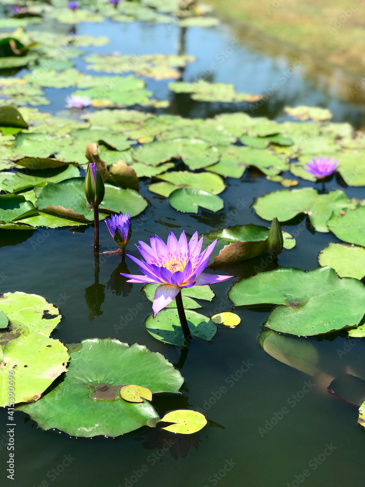 Purple water lilies with green leaves on water surface of the pond on blurred background Purple water lilies with green leaves on water surface of the pond on blurred background