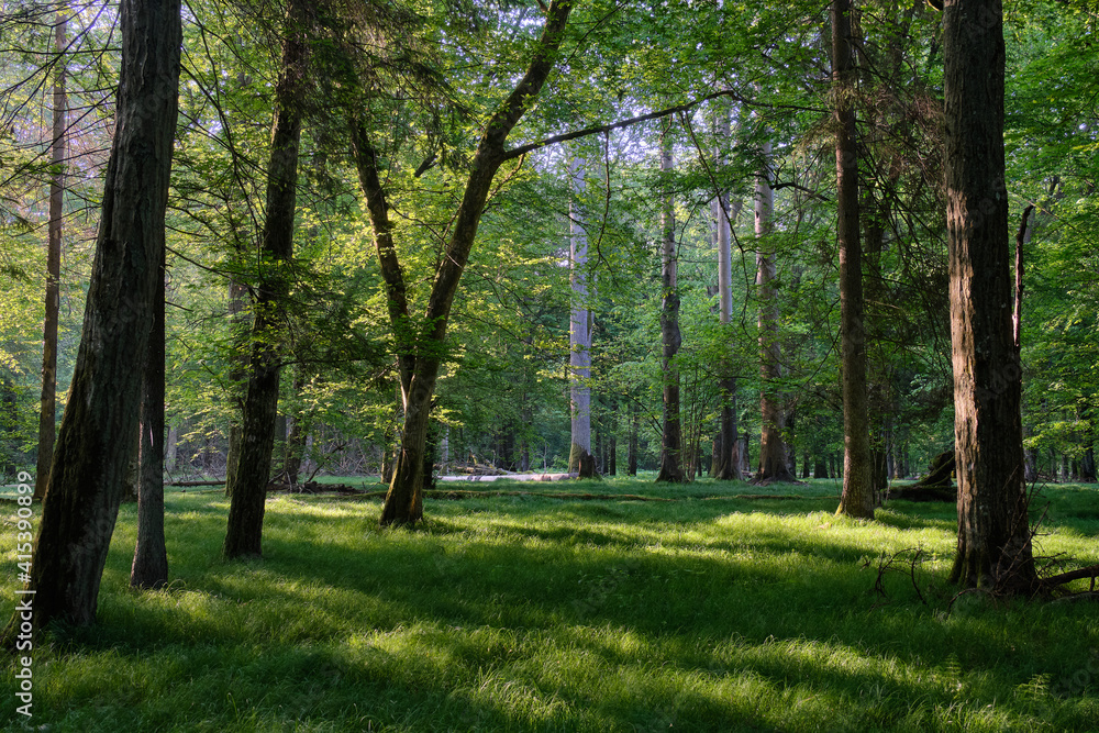 Light entering rich deciduous forest Light entering rich deciduous forest