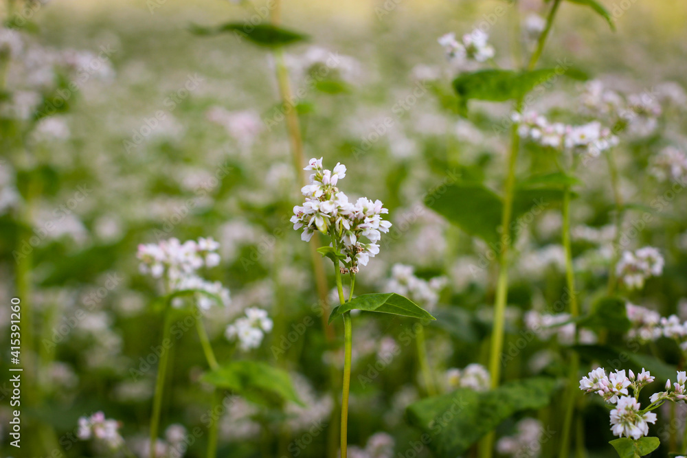 Buckwheat (also know Fagopyrum Mill) field covered with snow-white bloom Buckwheat (also know Fagopyrum Mill) field covered with snow-white bloom