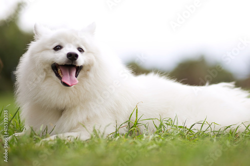 White fluffy Samoyed dog outdoor in park © ltyuan