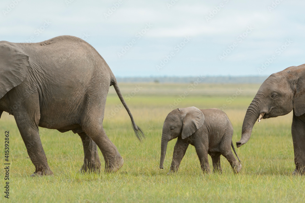 Fototapeta premium African elephant (Loxodonta africana) baby, walking behind mother on savanna, Amboseli national park, Kenya.