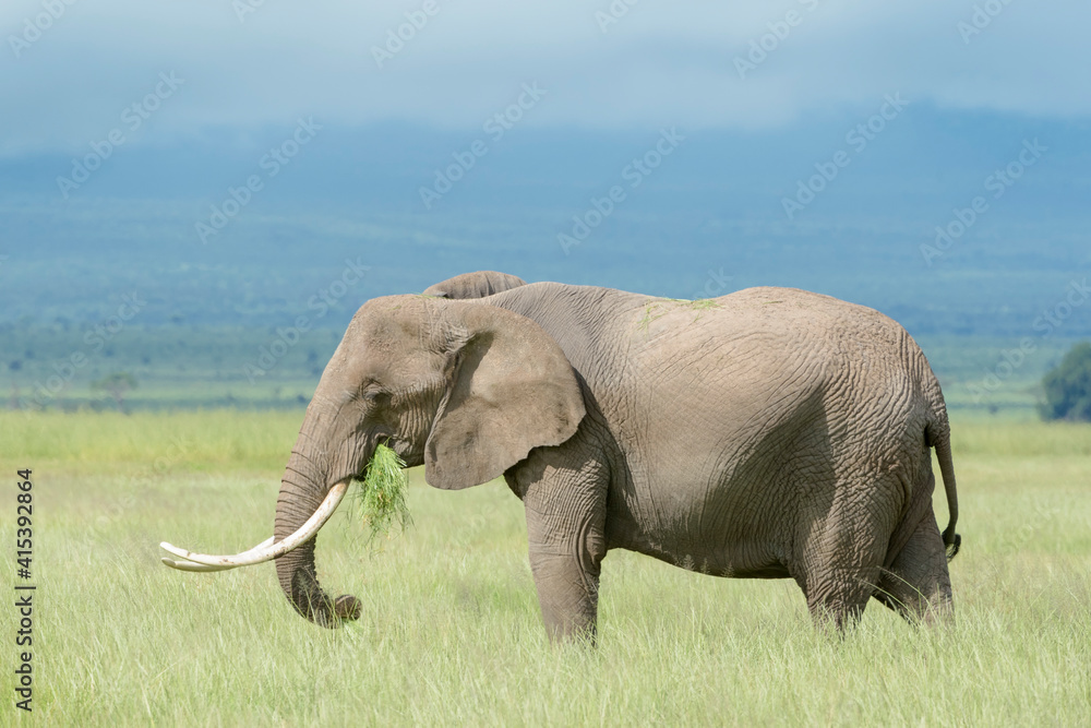 Obraz premium African elephant (Loxodonta africana) with big tusk, standing on savanna, eating grass, Amboseli national park, Kenya.