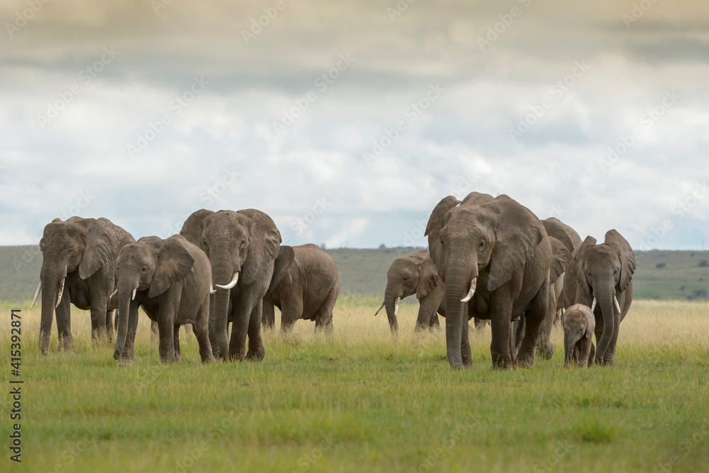 African elephant (Loxodonta africana) herd walking together with baby on savanna, Amboseli national park, Kenya.