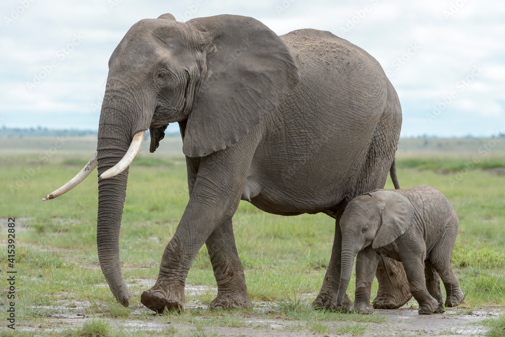Obraz premium African elephant (Loxodonta africana) mother with baby, walking on savanna, Amboseli national park, Kenya.