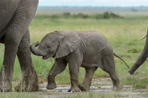Sticker African elephant (Loxodonta africana) baby, walking behind mother on savanna, Amboseli national park, Kenya