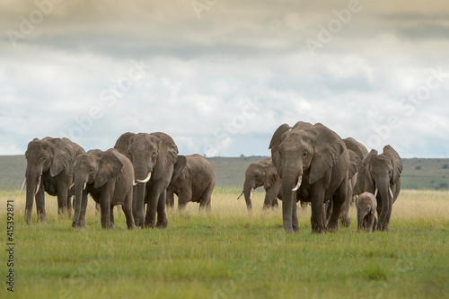 Obraz na płótnie African elephant (Loxodonta africana) herd walking together with baby on savanna, Amboseli national park, Kenya. w salonie
