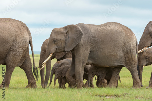 African elephant  Loxodonta africana  herd walking together with several baby on savanna  Amboseli national park  Kenya.