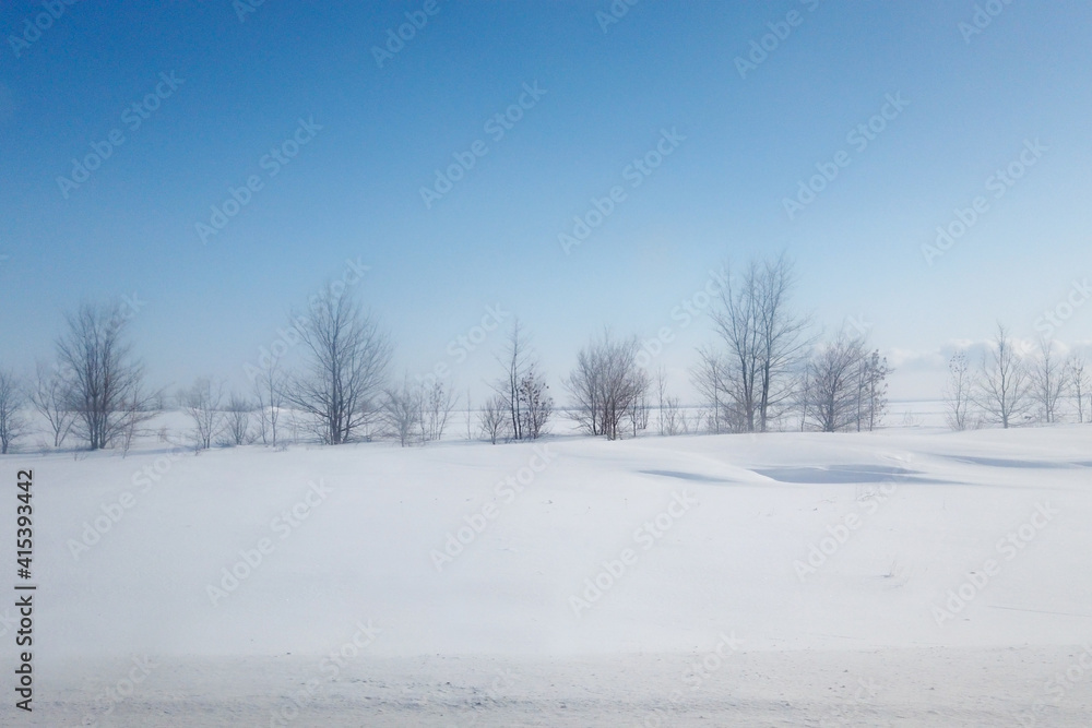 Frozen tree on field under sunlight and blue sky Frozen tree on field under sunlight and blue sky