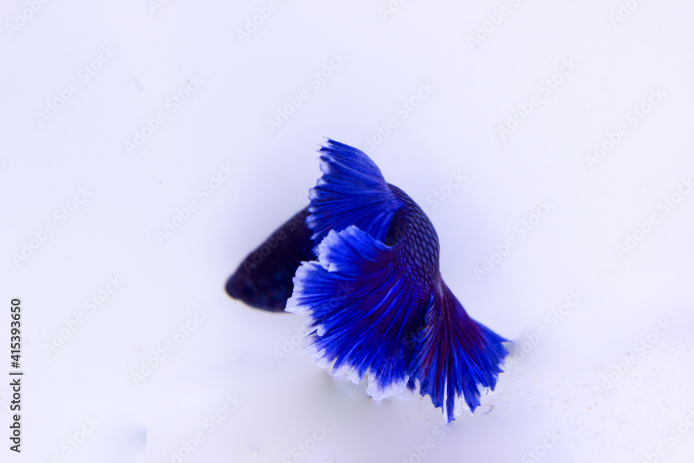 BLUE BETTA FISH ROSETAIL. CUPANG FISH WITH A LIGHT BLUE COLOR ABOVE AND RED GRADATION IN THE BODY OF THE BOTTOM LINE IN THE AQUARIUM WITH SEPARATE WHITE BACKGROUND