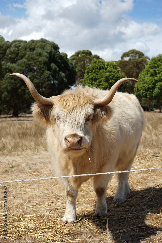 Portrait of a longhorn bull in a grassy field under the blue sky. Portrait of a longhorn bull in a grassy field under the blue sky.