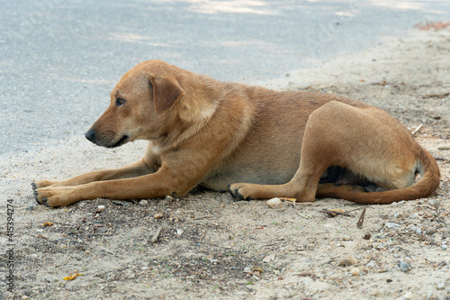 Female dog with a brown fur lying on the ground on a roadside.