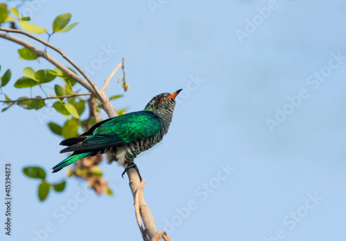 birds are green, beautiful in nature Asian Emerald Cuckoo