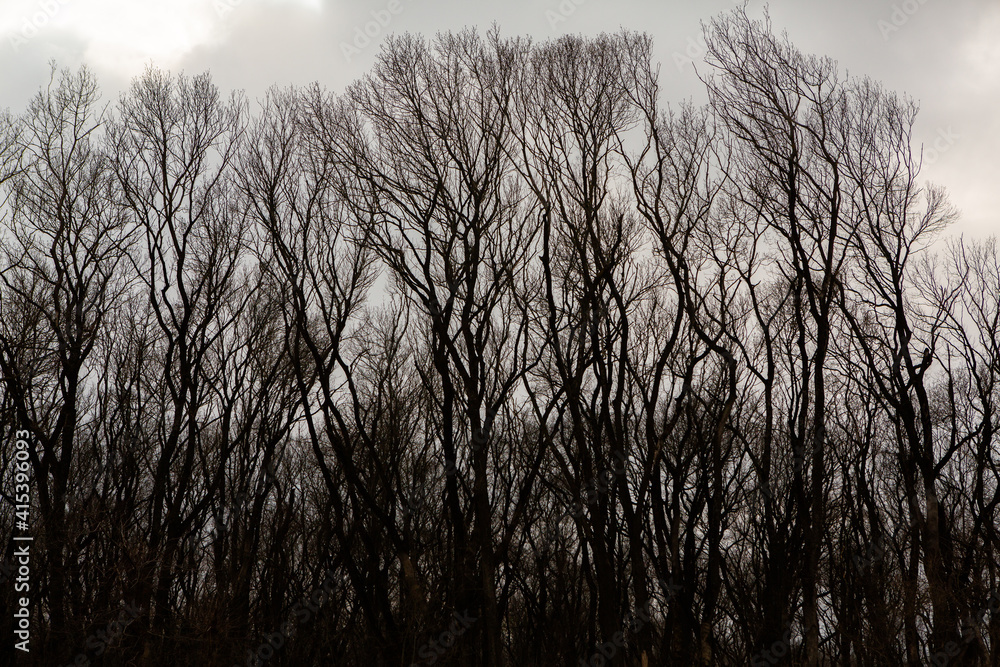 Obraz premium Pattern of dried tree braches texture against white empty sky. Silhouette of brach of tree.