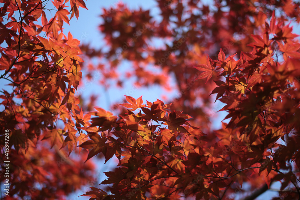 A red-colored maple leaf frame seen from inside the autumn forest A red-colored maple leaf frame seen from inside the autumn forest