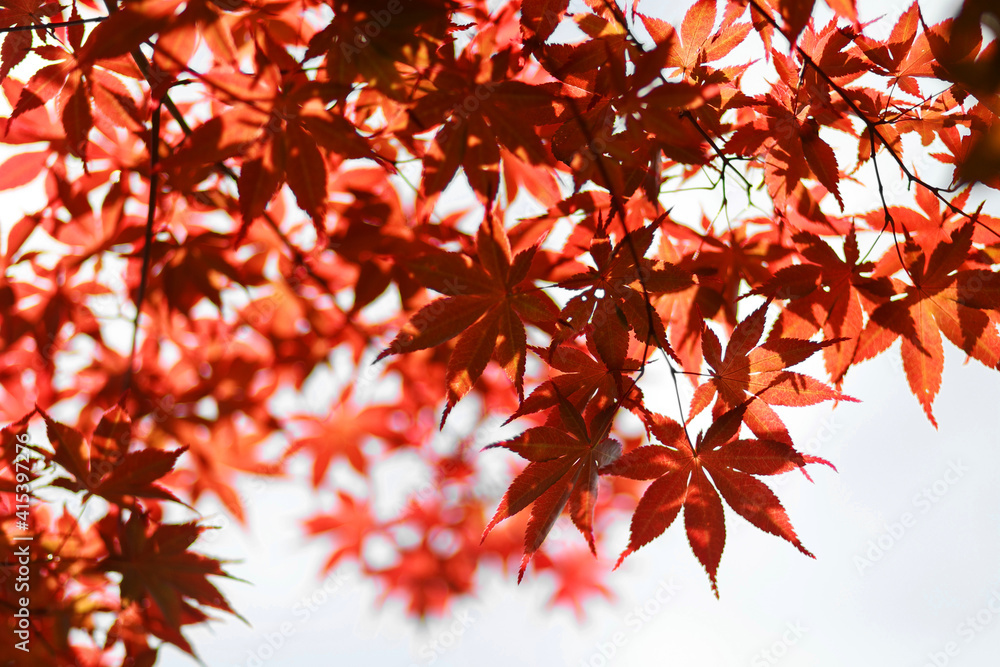 A red-colored maple leaf frame seen from inside the autumn forest A red-colored maple leaf frame seen from inside the autumn forest