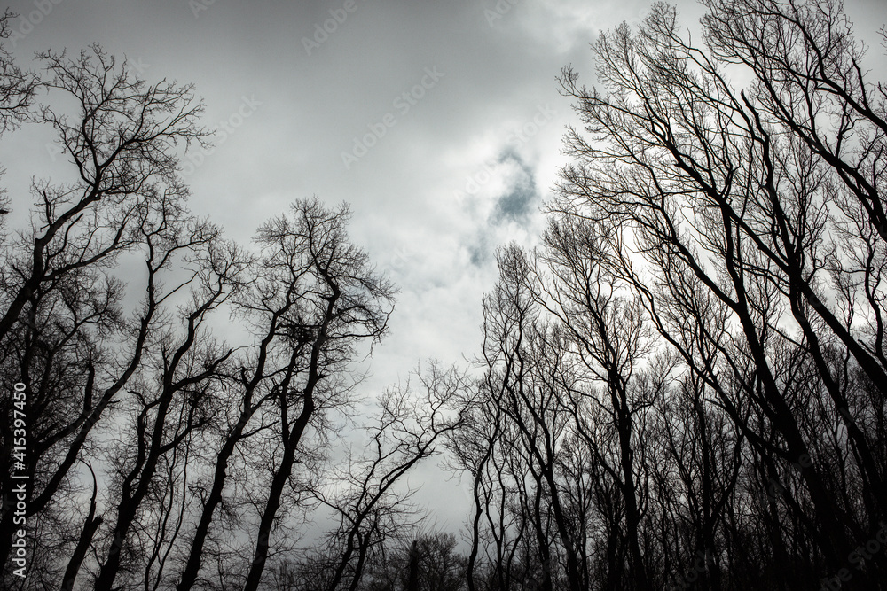Pattern of dried tree braches texture against white empty sky. Silhouette of brach of tree. Pattern of dried tree braches texture against white empty sky. Silhouette of brach of tree.