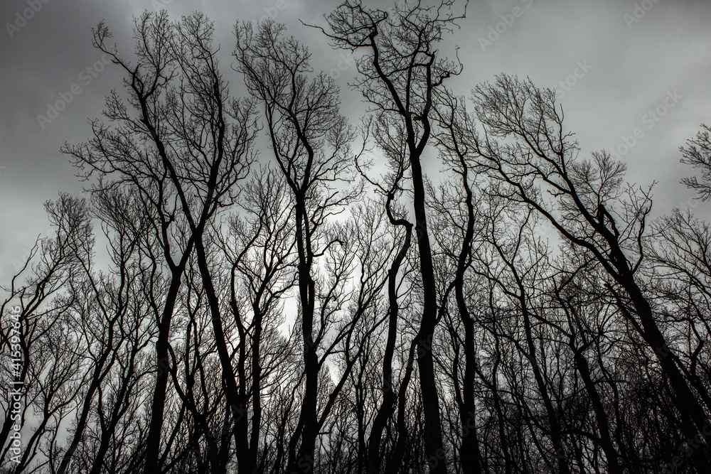 Pattern of dried tree braches texture against white empty sky. Silhouette of brach of tree. Pattern of dried tree braches texture against white empty sky. Silhouette of brach of tree.