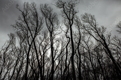 Pattern of dried tree braches texture against white empty sky. Silhouette of brach of tree. © romeof
