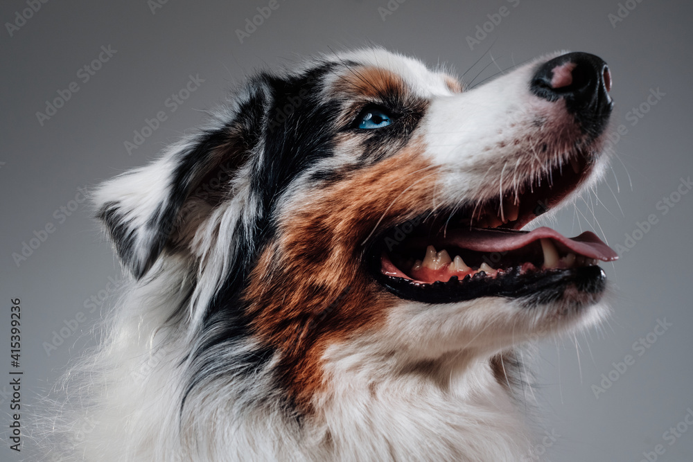Close up photography of cute and cheerful australian dog with colourful fur in white background.