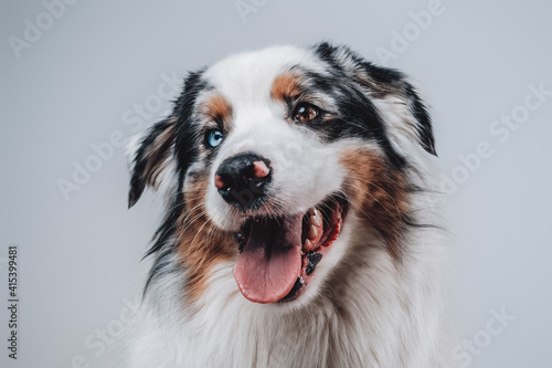 Rare australian dog with blue eye and with mutlicolored fur posing in white background with playful mood.