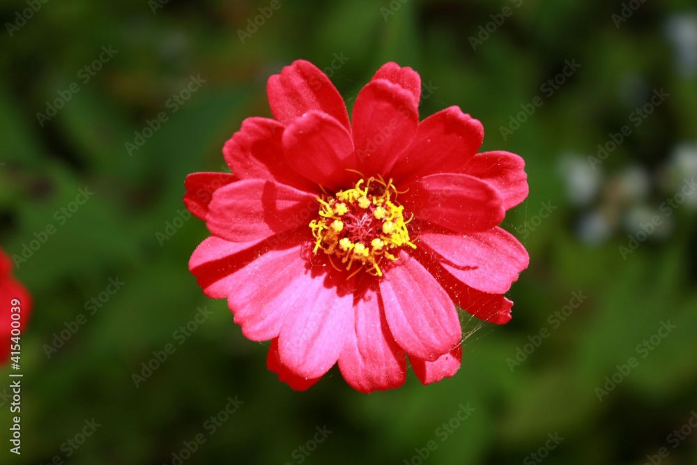 red hibiscus flower red hibiscus flower