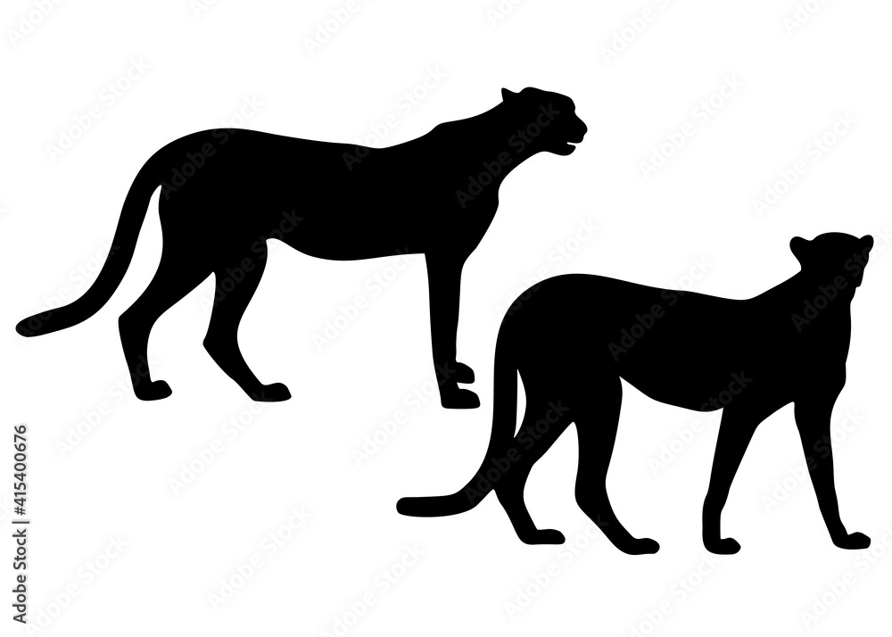 Graceful cheetah in a set. Graceful cheetah in a set.