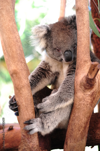 A cute Koala bear in a Eucalyptus tree, bushland Victoria, Australia.