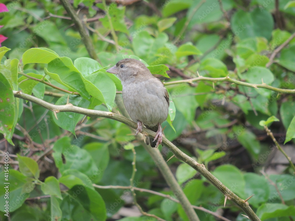 robin on a branch 