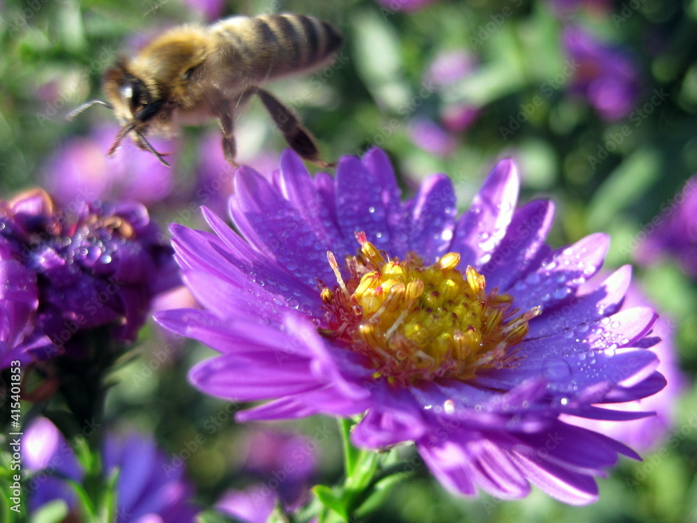Bee flying away from flower Bee flying away from flower