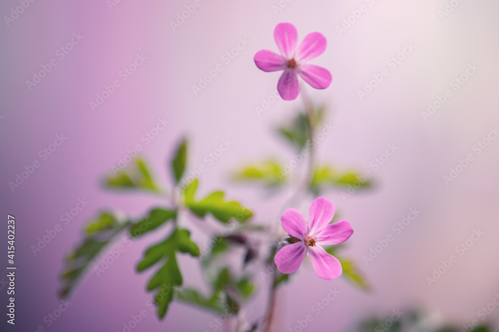 Obraz premium Polne kwiaty wiosenne