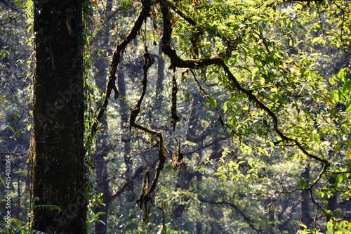 Canvas Print Tree Trunk with branches in Rain Forest