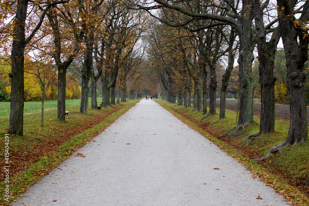 Fototapeta premium autumn in the park