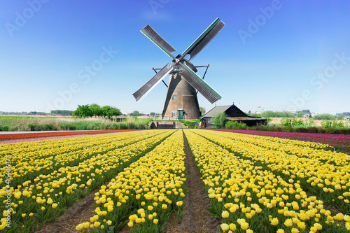 dutch windmill over tulips field